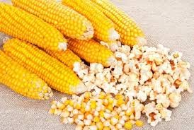 Popcorn Maize
